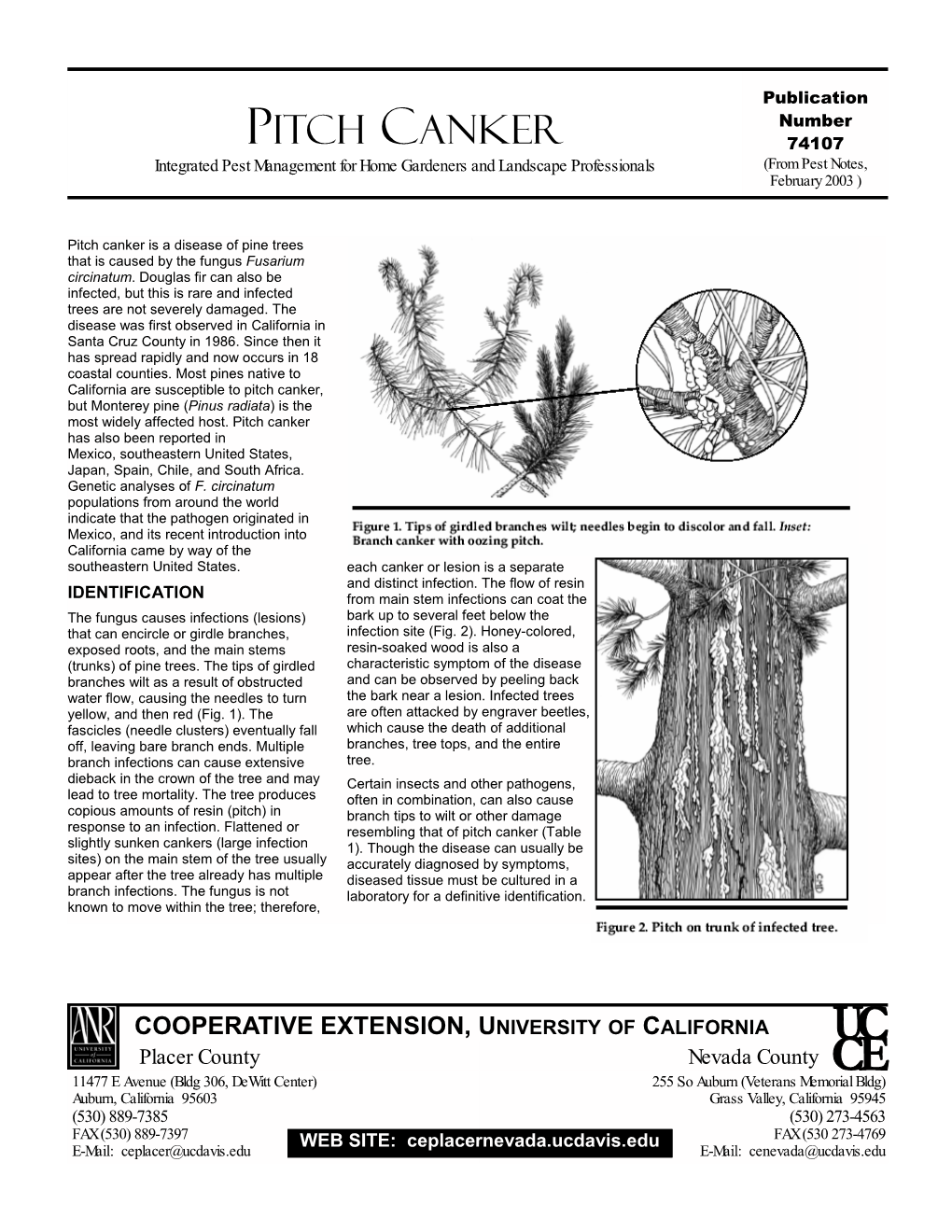 PITCH CANKER 74107 Integrated Pest Management for Home Gardeners and Landscape Professionals (From Pest Notes, February 2003 )