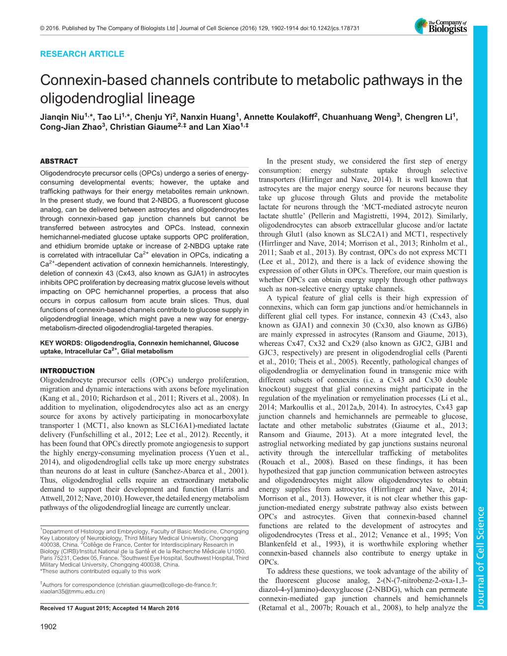 Connexin-Based Channels Contribute to Metabolic Pathways in the Oligodendroglial Lineage