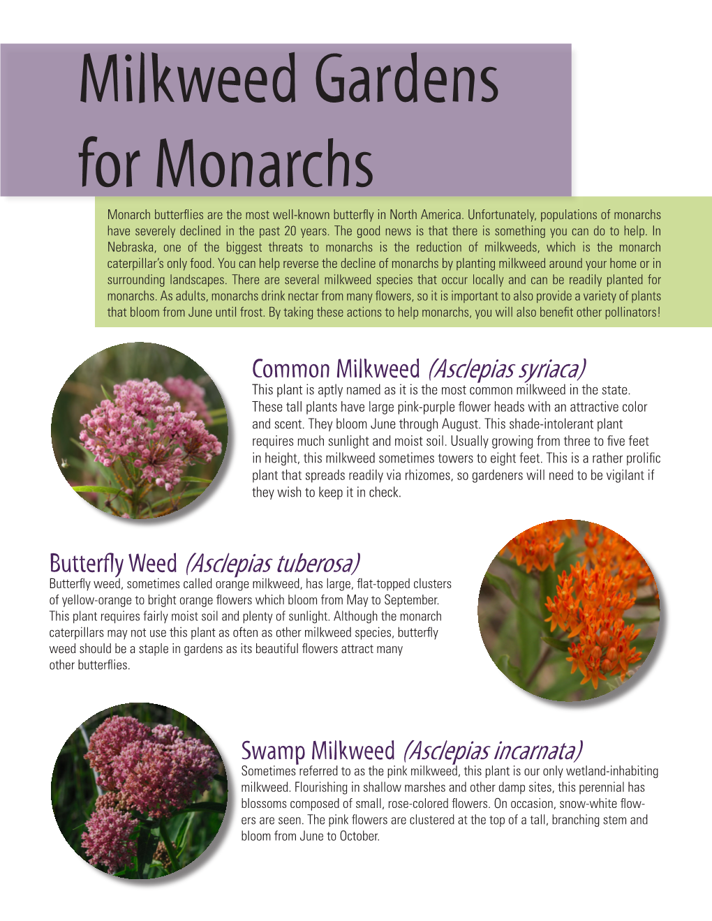 Milkweed Gardens for Monarchs Monarch Butterﬂies Are the Most Well-Known Butterﬂy in North America