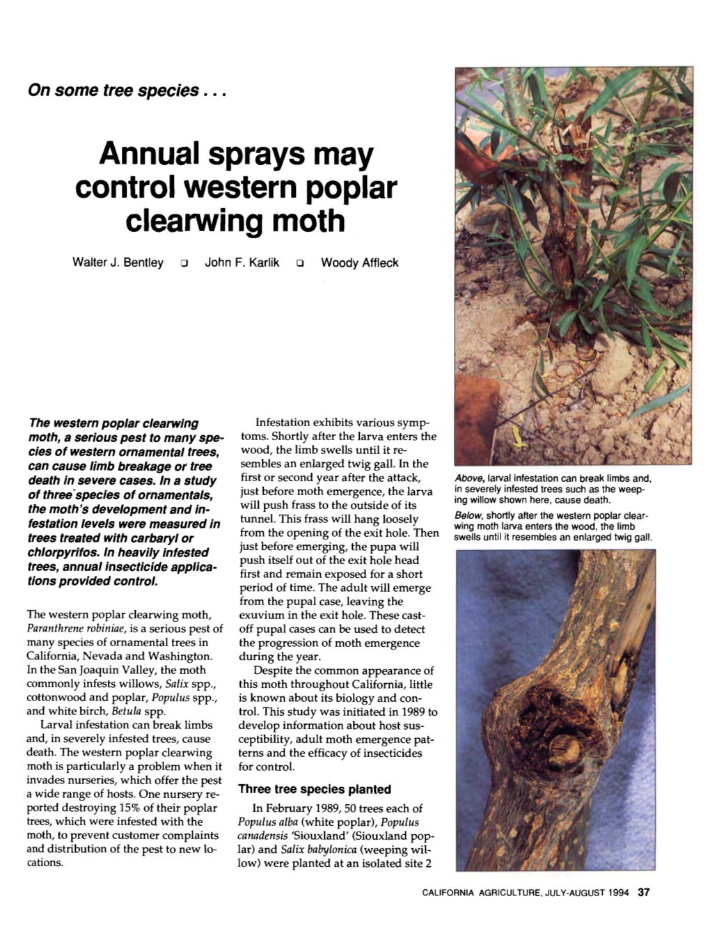 Annual Sprays May Control Western Poplar Clearwing Moth