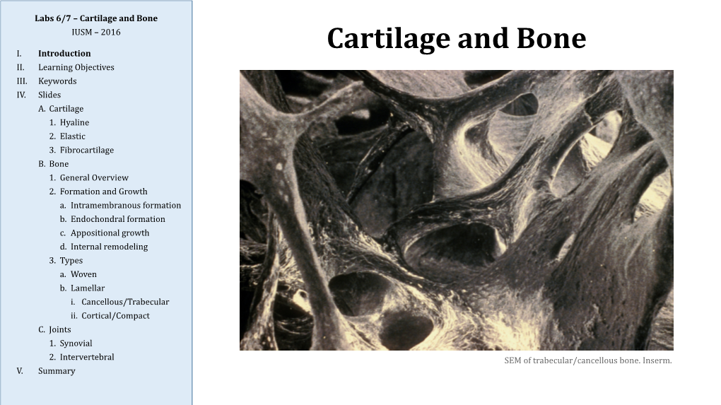 Cartilage and Bone IUSM – 2016