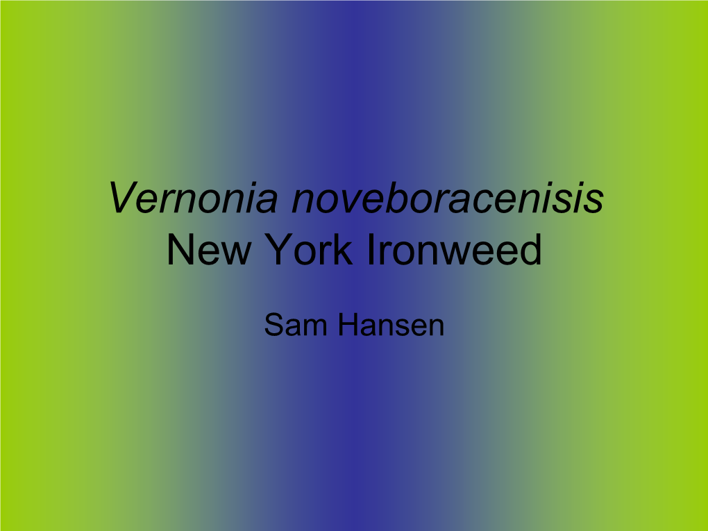 Vernonia Noveboracenisis New York Ironweed