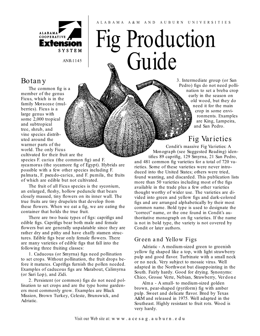 Fig Production Guide 3 Osborn Proliﬁc - a Medium-Sized Bronze to in the Ground, ﬁg Plants Can Quickly Reach 15 Brown ﬁg with Amber to Light Strawberry Pulp