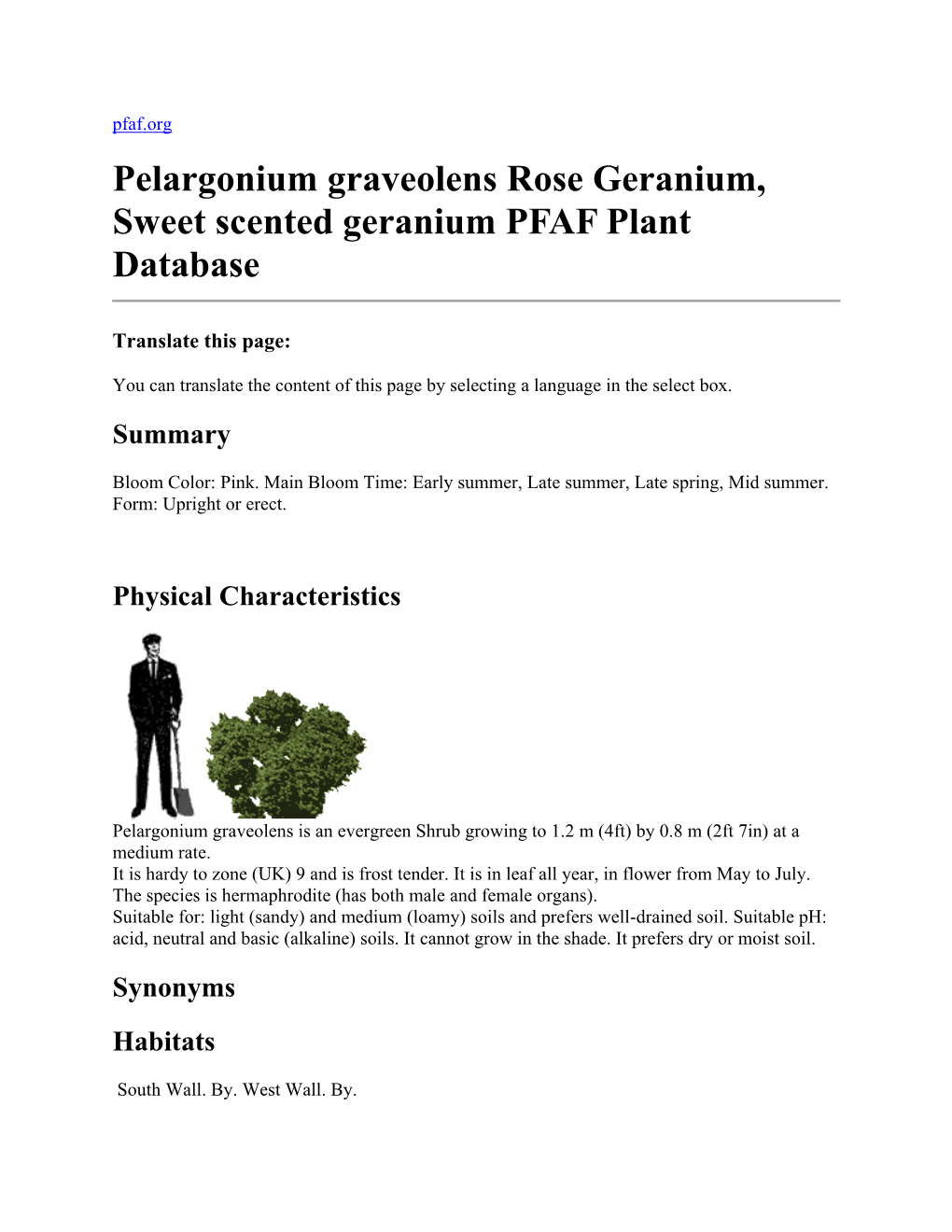Pelargonium Graveolens Rose Geranium, Sweet Scented Geranium PFAF Plant Database