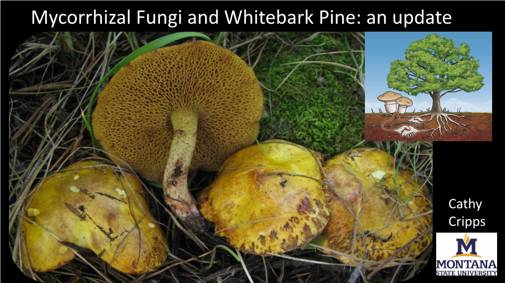 Mycorrhizal Fungi and Whitebark Pine: an Update