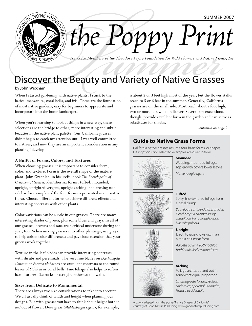 Discover the Beauty and Variety of Native Grasses