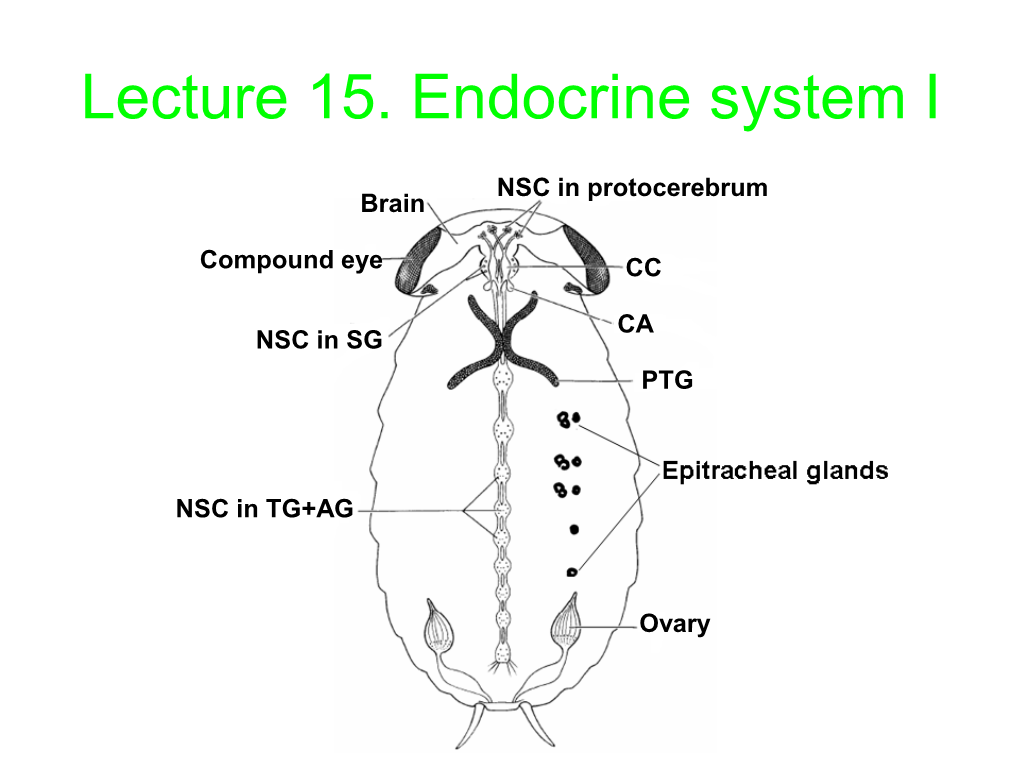 Lecture 15. Endocrine System I