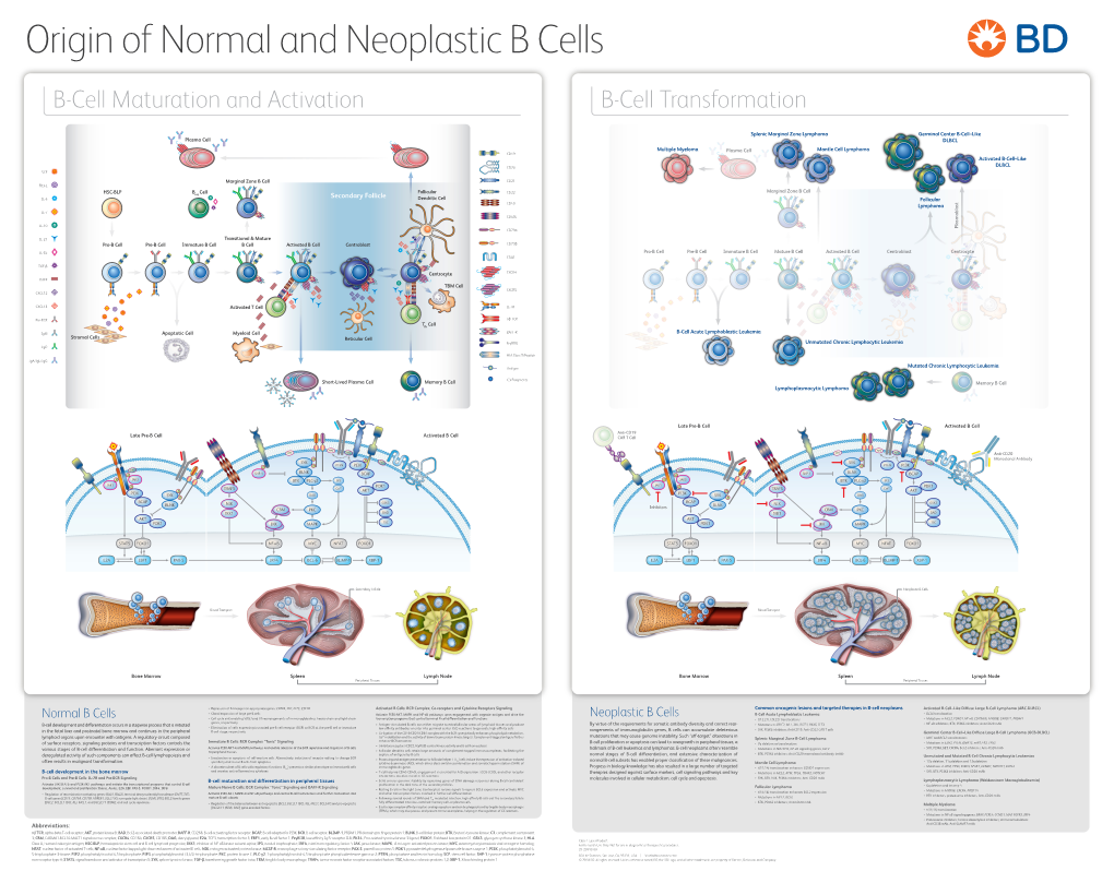 B-Cell Maturation and Activation B-Cell Transformation