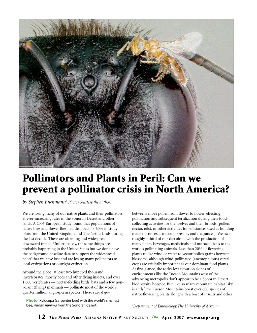 Pollinators and Plants in Peril: Can We Prevent a Pollinator Crisis in North America? by Stephen Buchmann1 Photos Courtesy the Author