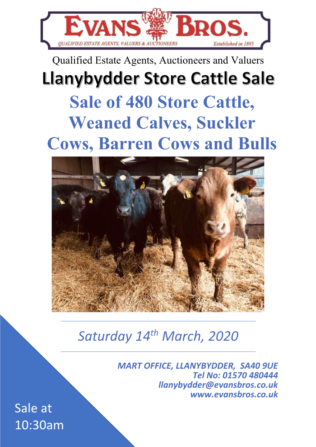 Sale of 480 Store Cattle, Weaned Calves, Suckler Cows, Barren Cows and Bulls