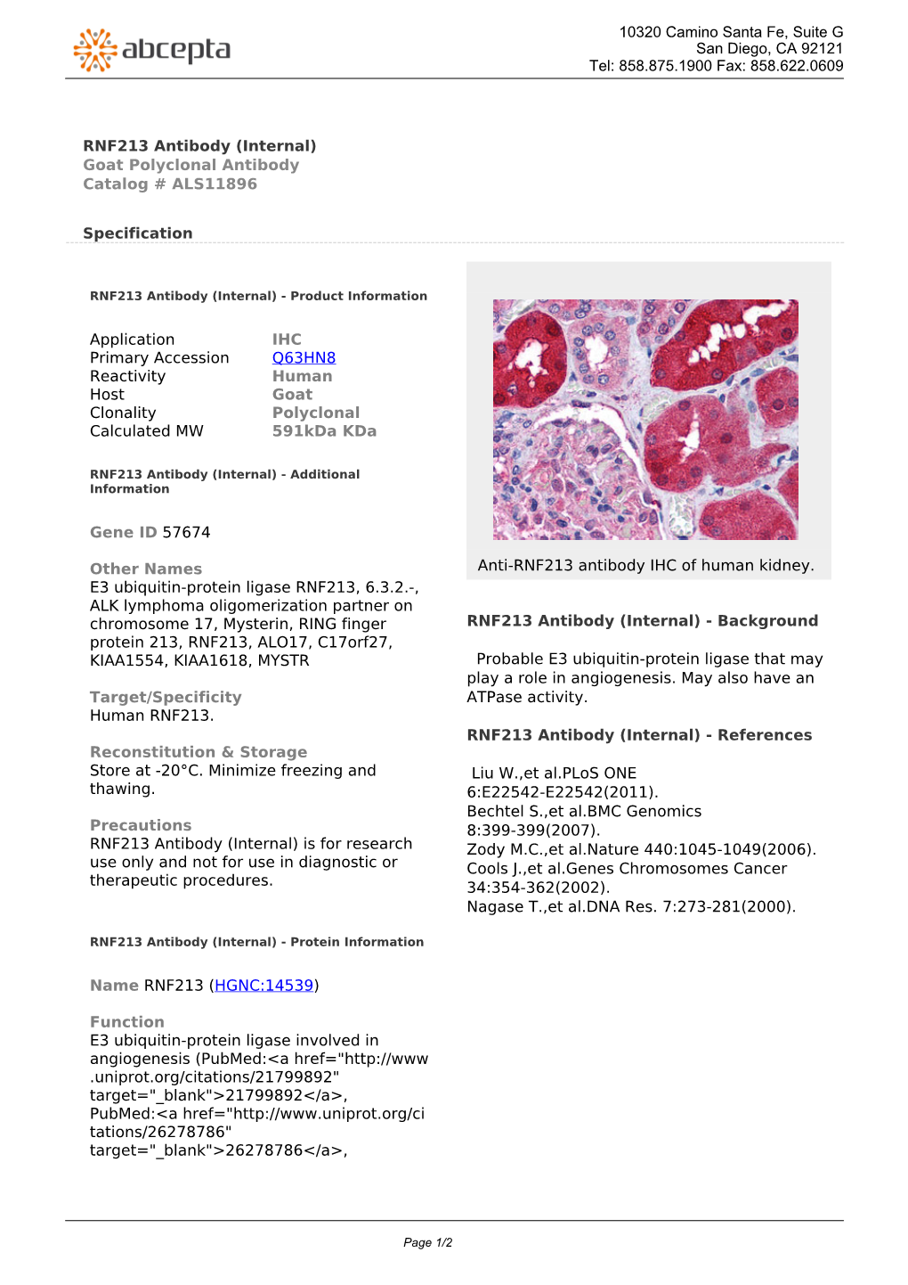 RNF213 Antibody (Internal) Goat Polyclonal Antibody Catalog # ALS11896