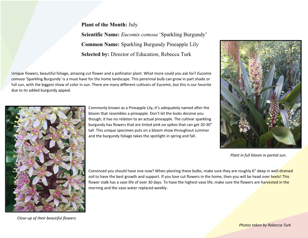 Plant of the Month: July Scientific Name: Eucomis Comosa 'Sparkling