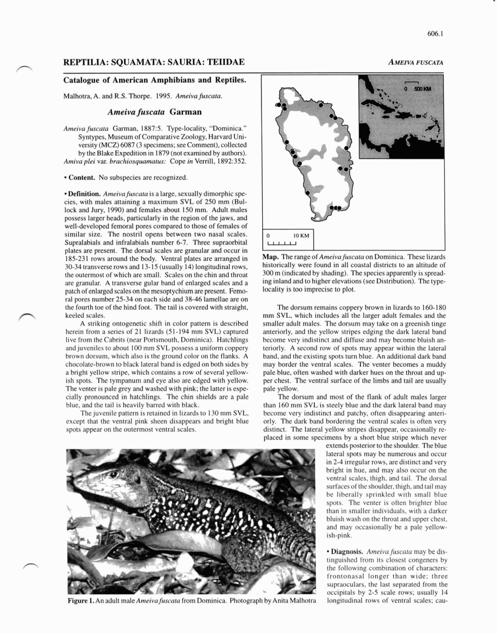 REPTILIA: SQUAMATA: SAURIA: TEIIDAE N Catalogue of American Amphibians and Reptiles