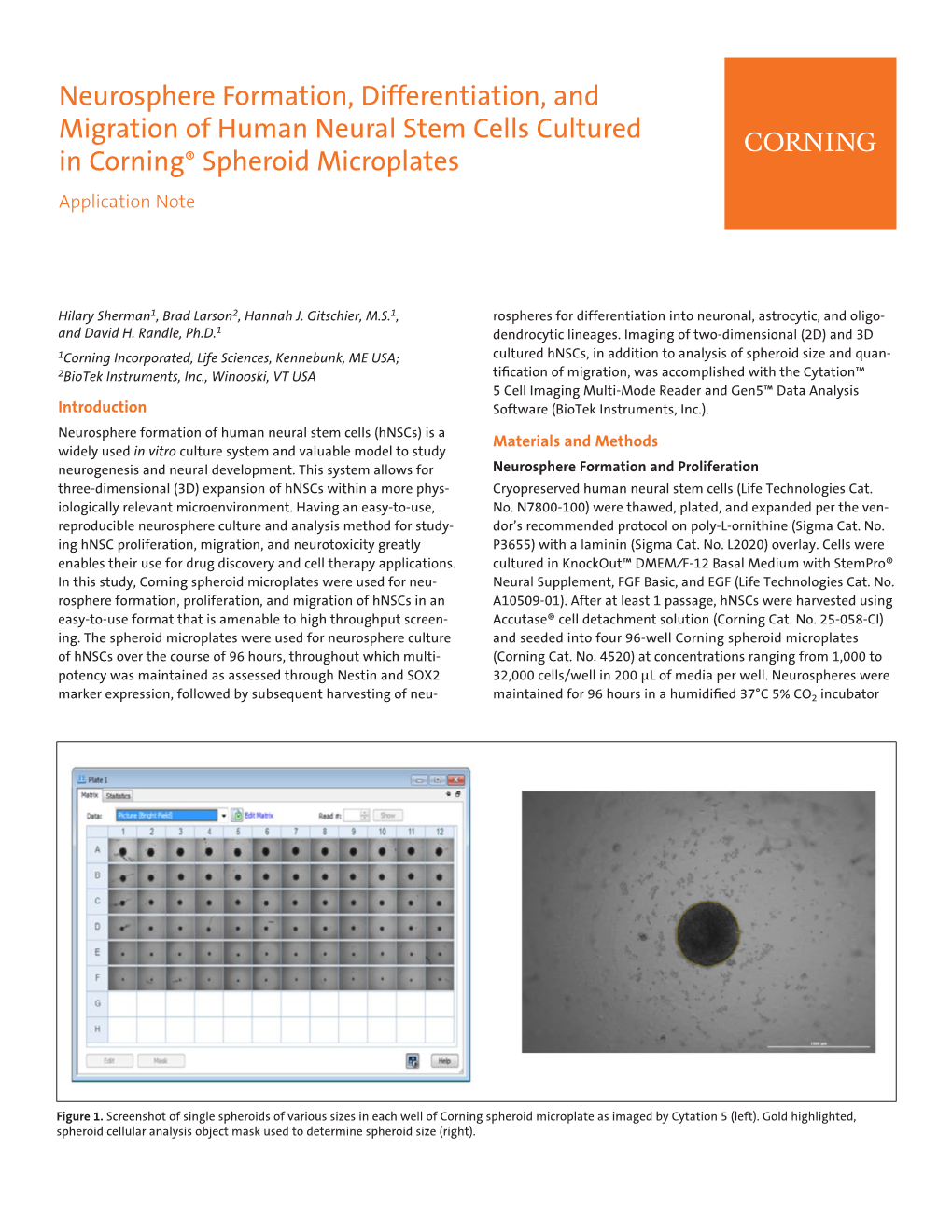 Neurosphere Formation, Differentiation, and Migration of Human Neural Stem Cells Cultured in Corning® Spheroid Microplates Application Note