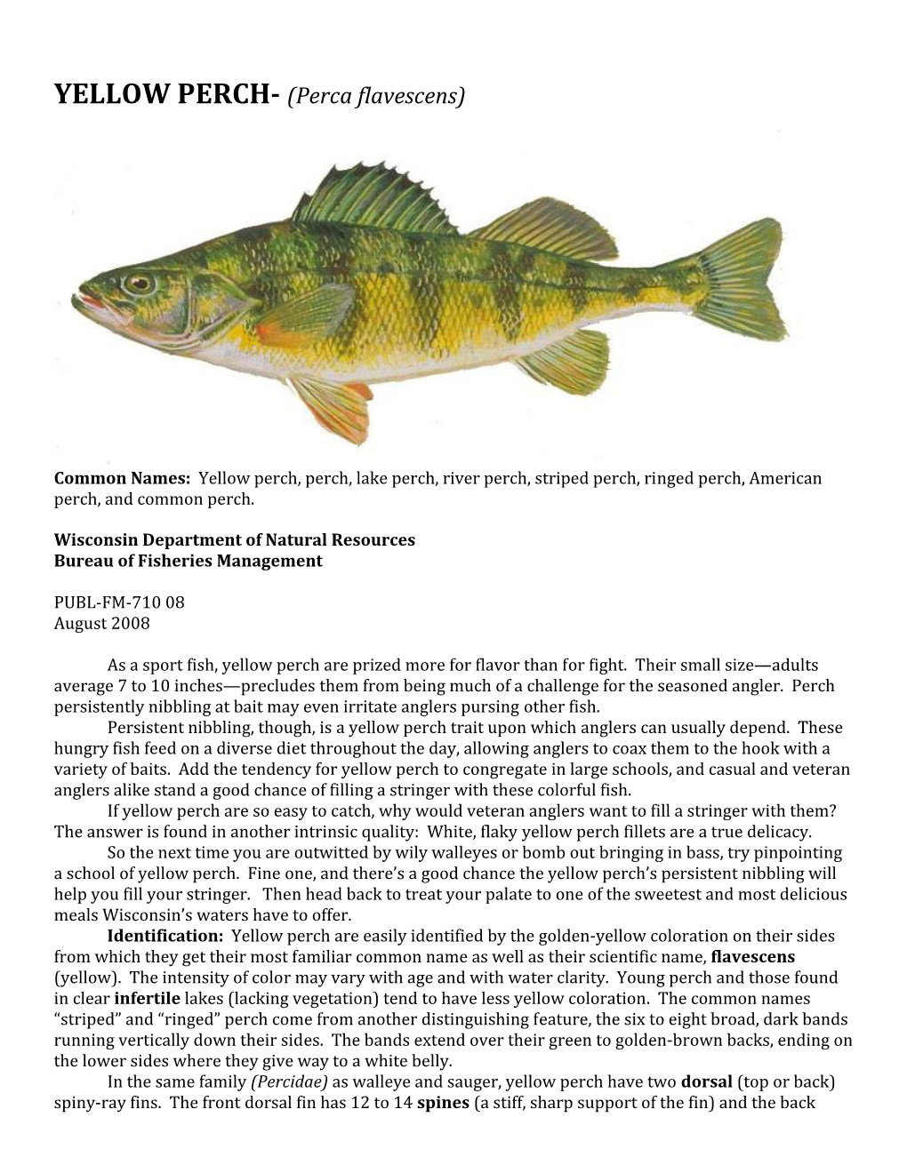 YELLOW PERCH­ (Perca Flavescens)