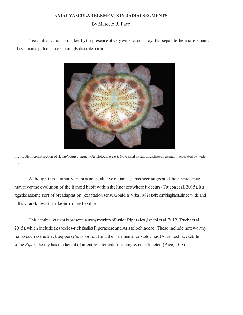 Axial Vascular Elements in Radial Segments