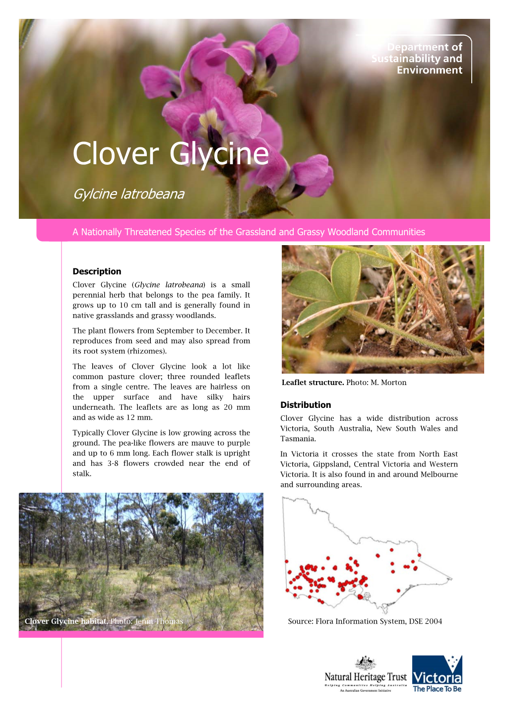 Clover Glycine