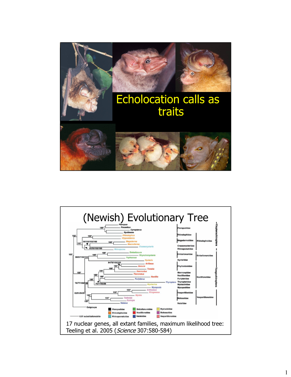 Echolocation As a Trait