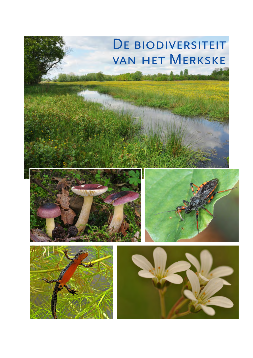 De Biodiversiteit Van Het Merkske De Biodiversiteit Van Het Merkske