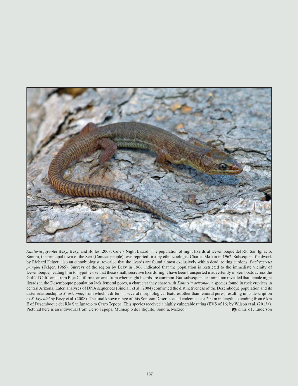 Sonoran Desert Herpetofauna Bezy Et Al. Xantusia Jaycolei Bezy, Bezy, and Bolles, 2008; Cole's Night Lizard. the Population Of