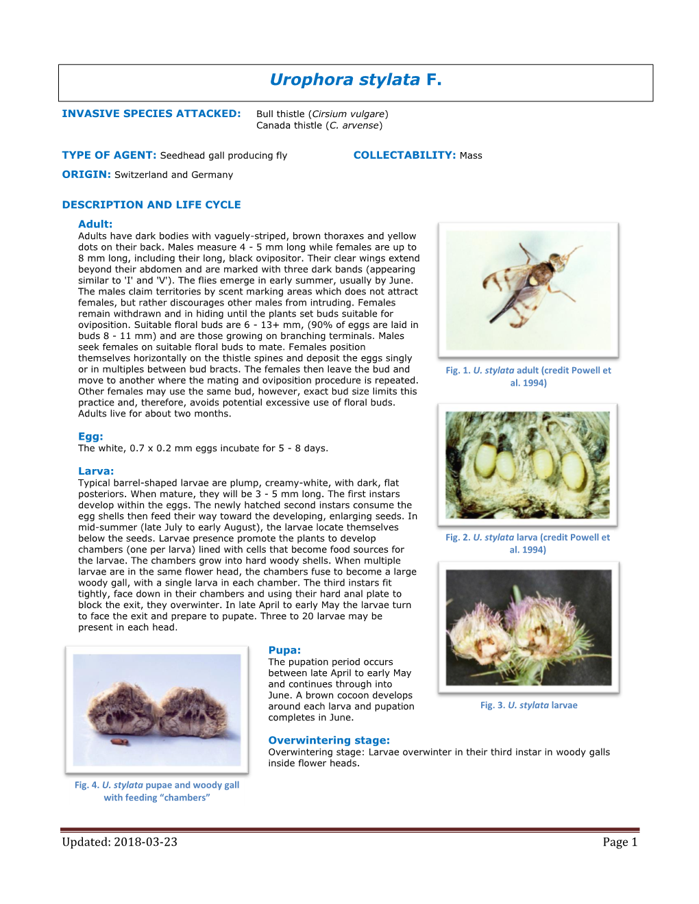 Urophora Stylata (PDF)