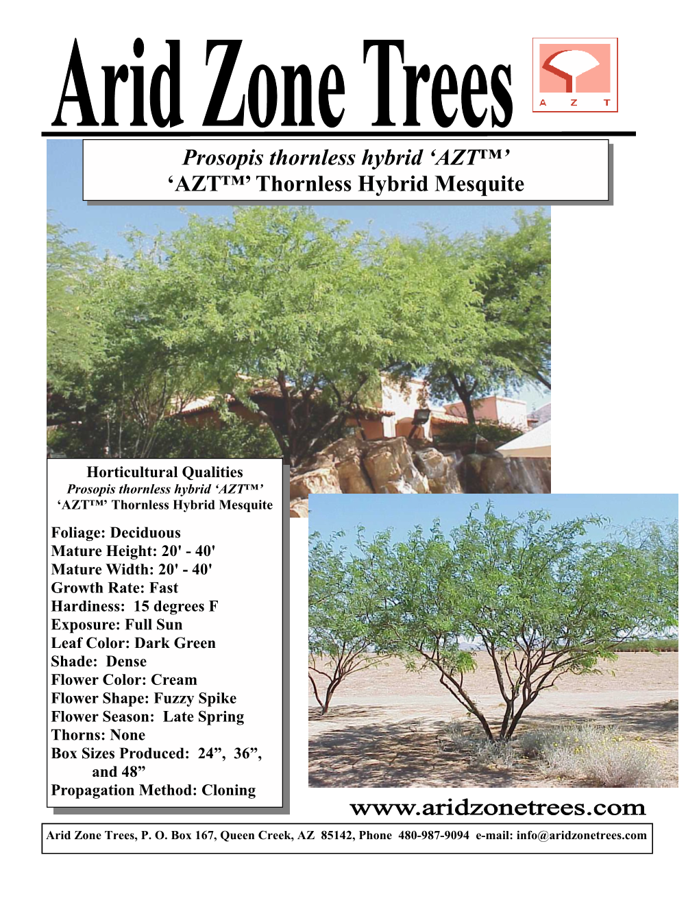 'AZT™' Thornless Hybrid Mesquite
