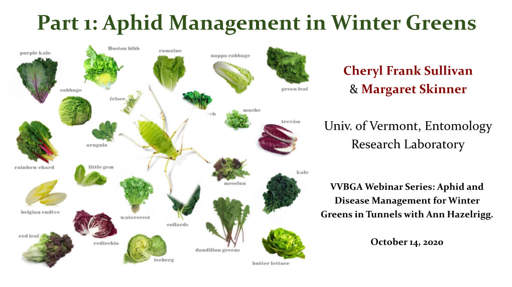 Aphid Management in Winter Greens