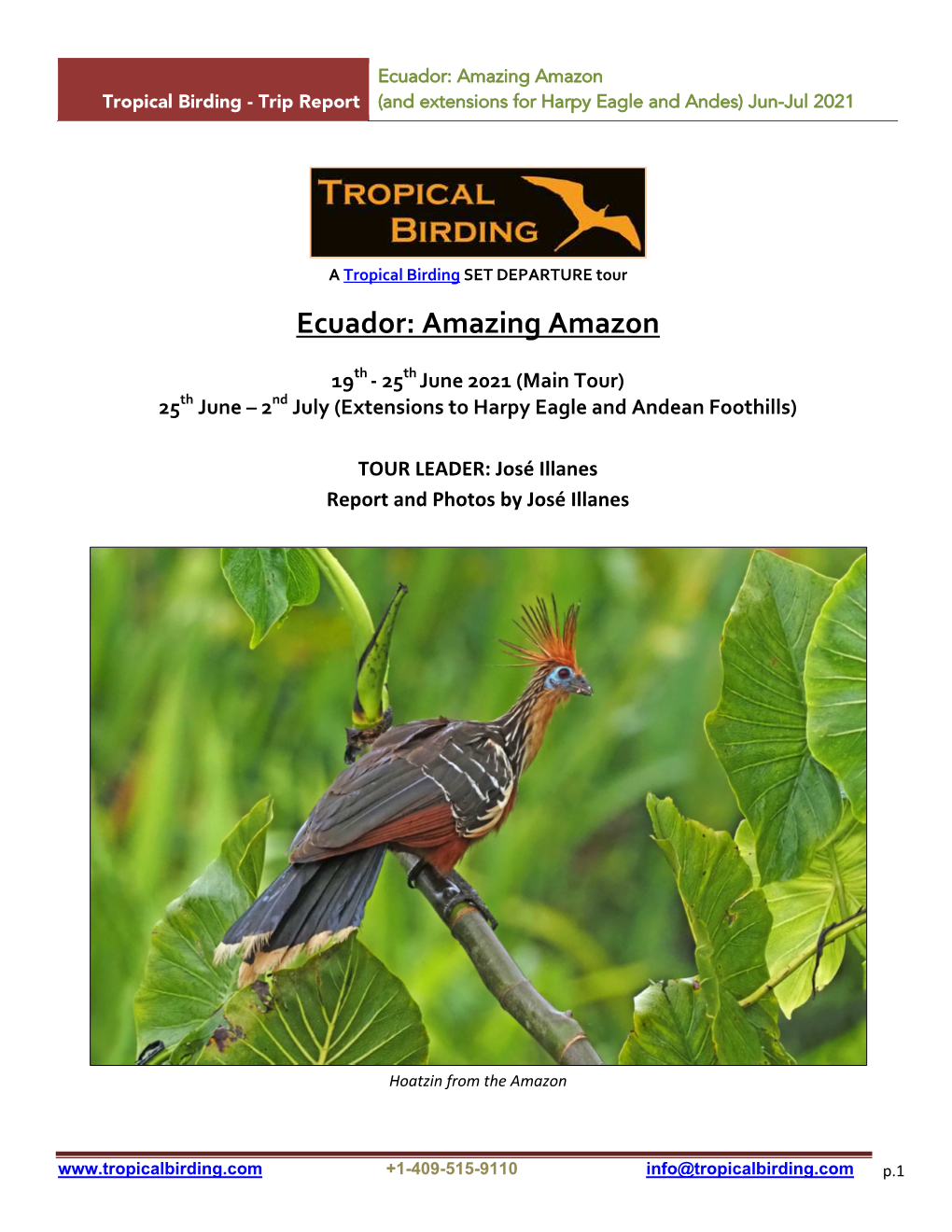 Ecuador: Amazing Amazon Tropical Birding - Trip Report (And Extensions for Harpy Eagle and Andes) Jun-Jul 2021