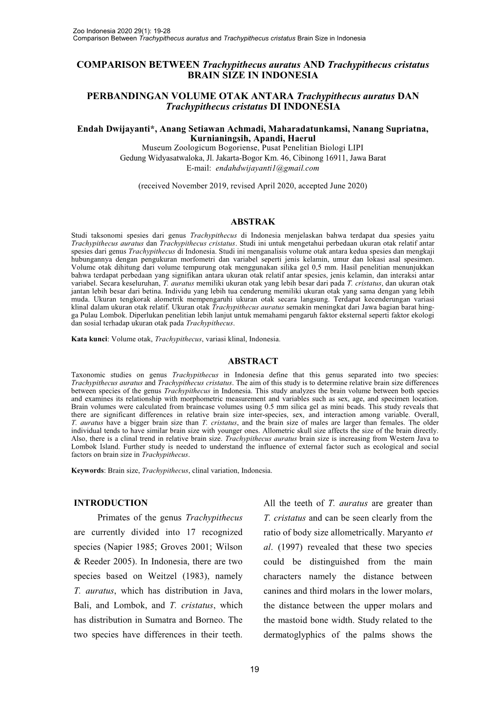 Comparison Between Trachypithecus Auratus and Trachypithecus Cristatus Brain Size in Indonesia