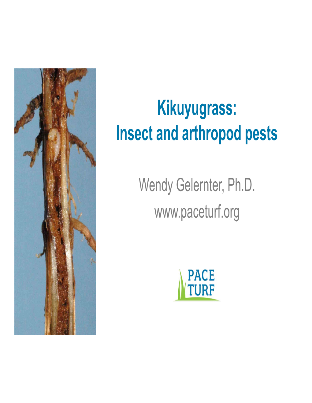 Kikuyugrass: Insect and Arthropod Pests