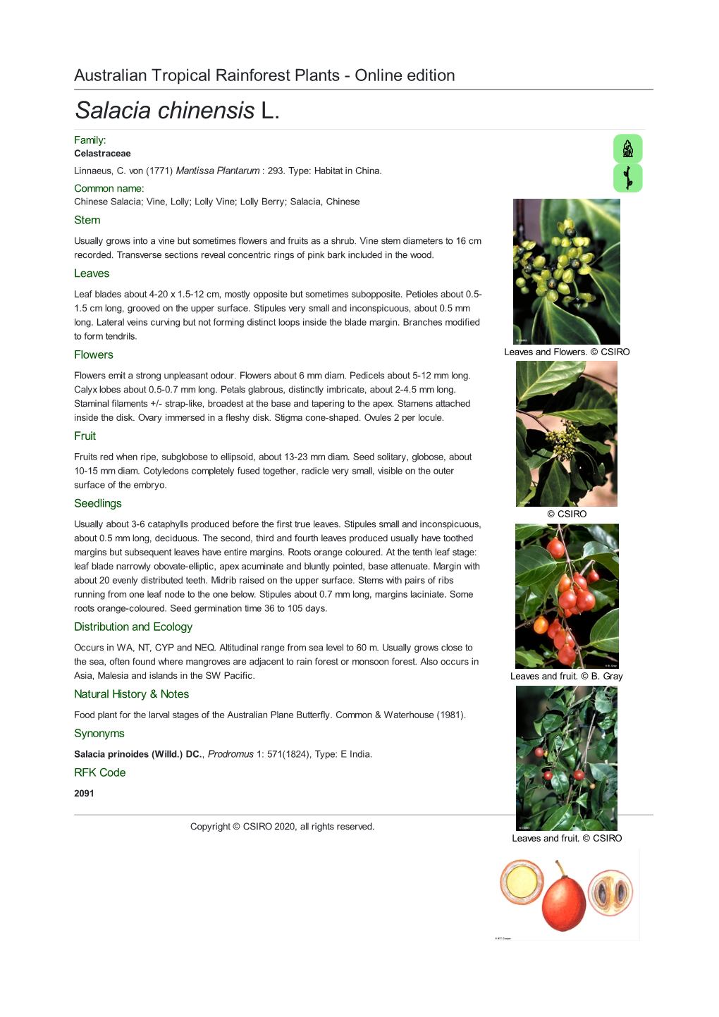 Salacia Chinensis L. Family: Celastraceae Linnaeus, C