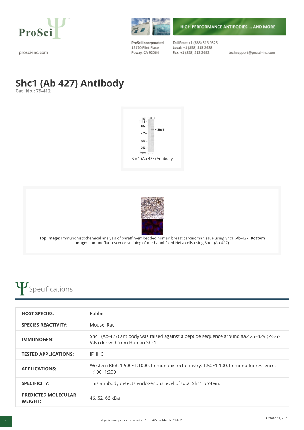 Shc1 (Ab 427) Antibody Cat