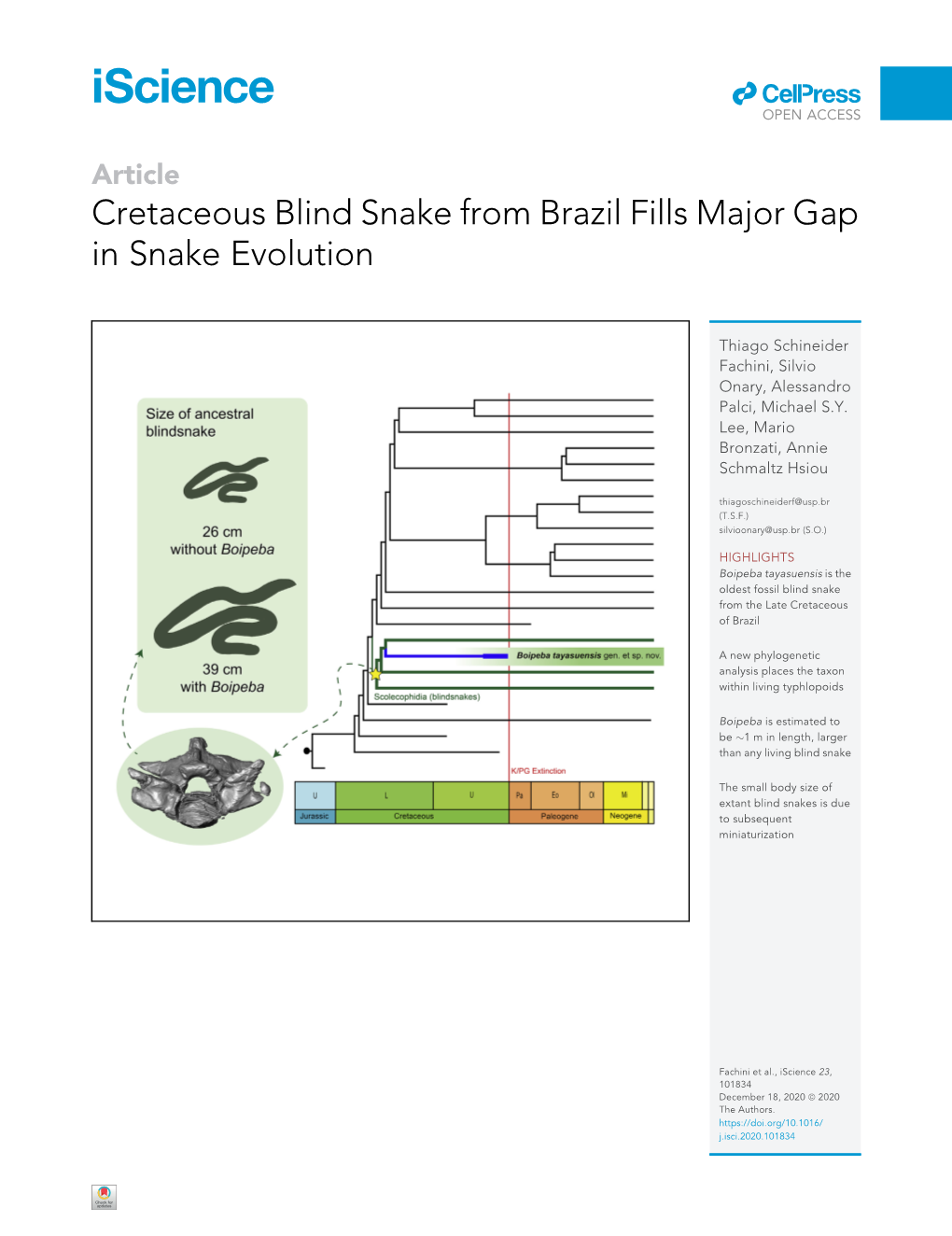 Cretaceous Blind Snake from Brazil Fills Major Gap in Snake Evolution