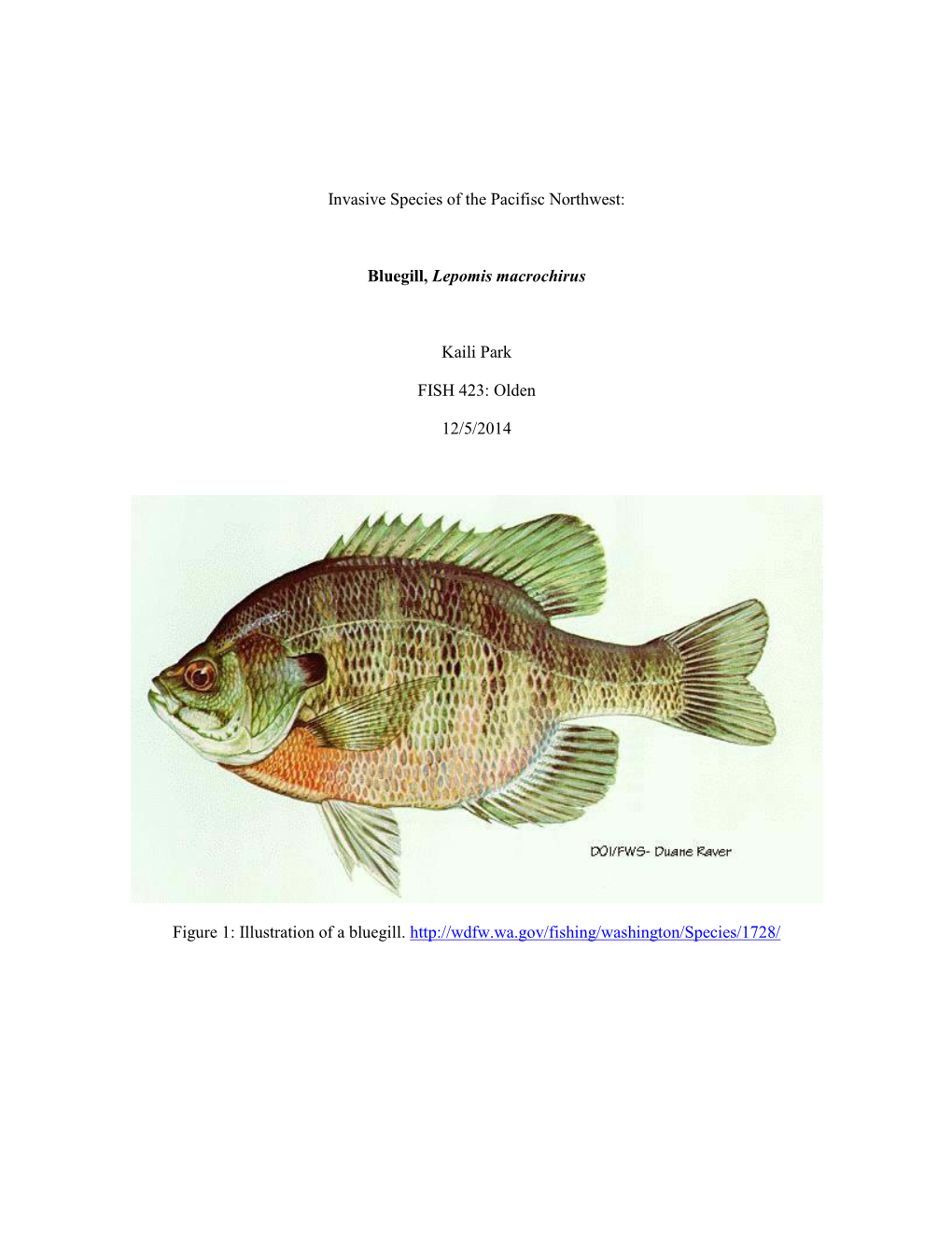 Invasive Species of the Pacifisc Northwest: Bluegill, Lepomis Macrochirus Kaili Park FISH 423: Olden 12/5/2014 Figure 1: Illustr