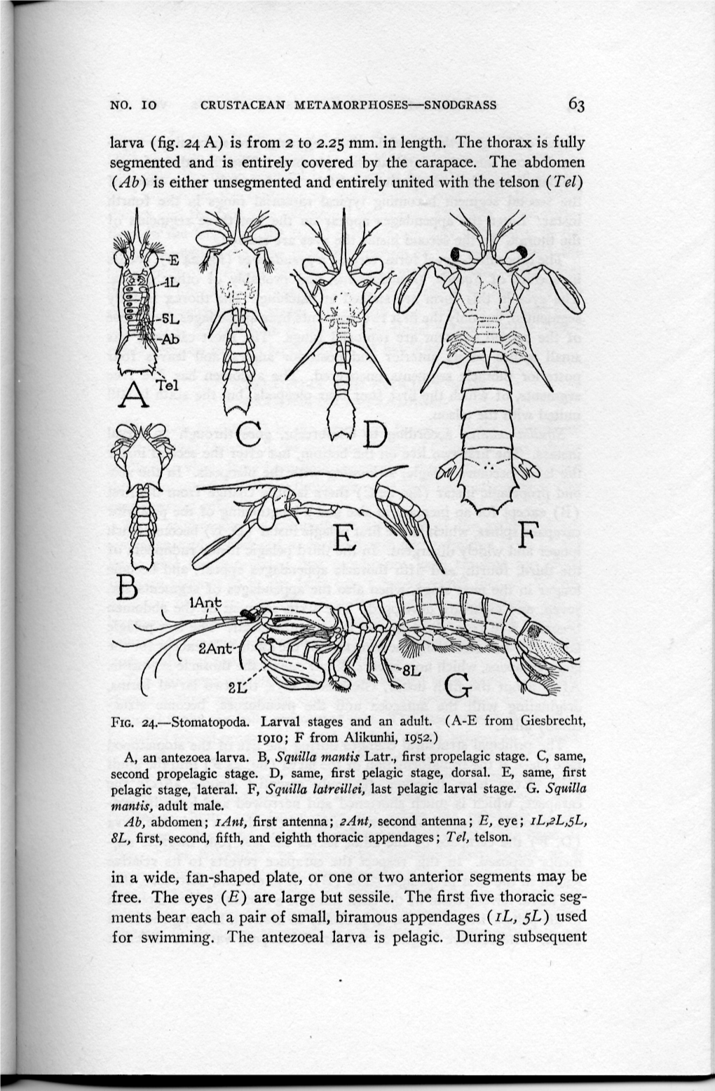 NO. ID CRUSTACEAN METAMORPHOSES—SNODGRASS 63 Larva (Fig