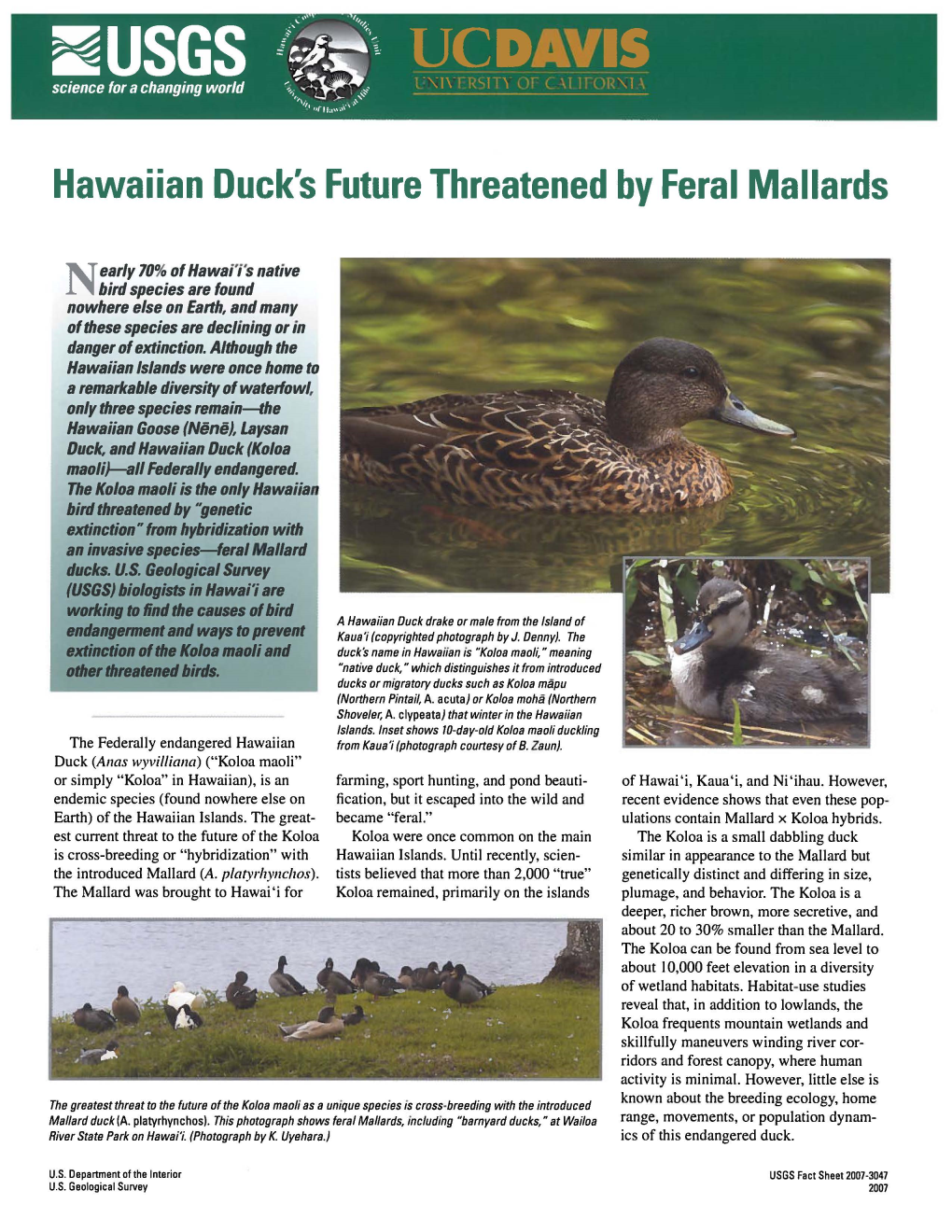 Hawaiian Duck's Future Threatened by Feral Mallards