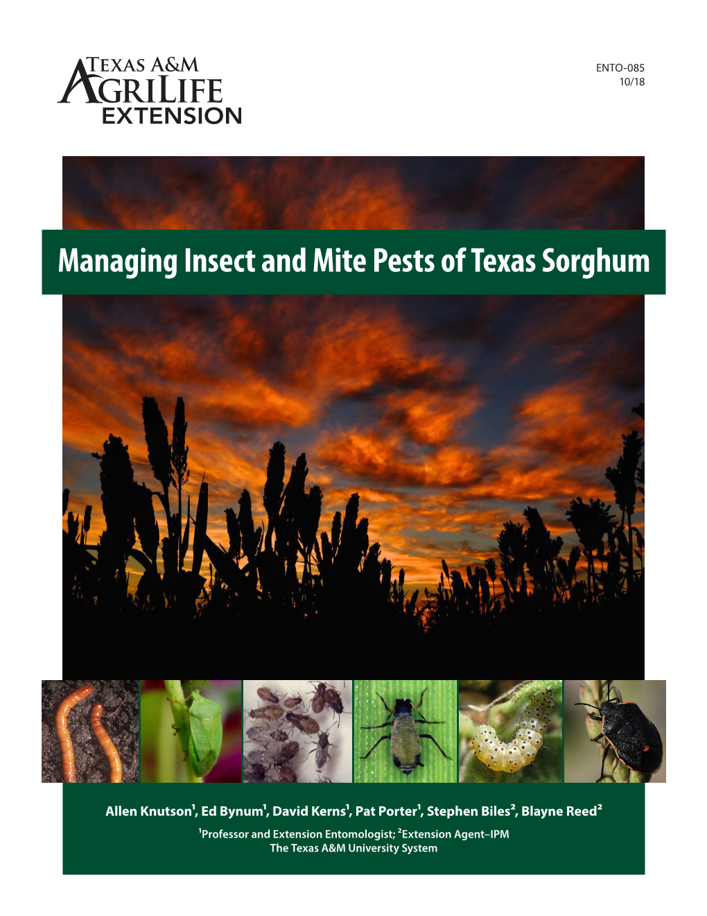 Managing Insect and Mite Pests of Texas Sorghum