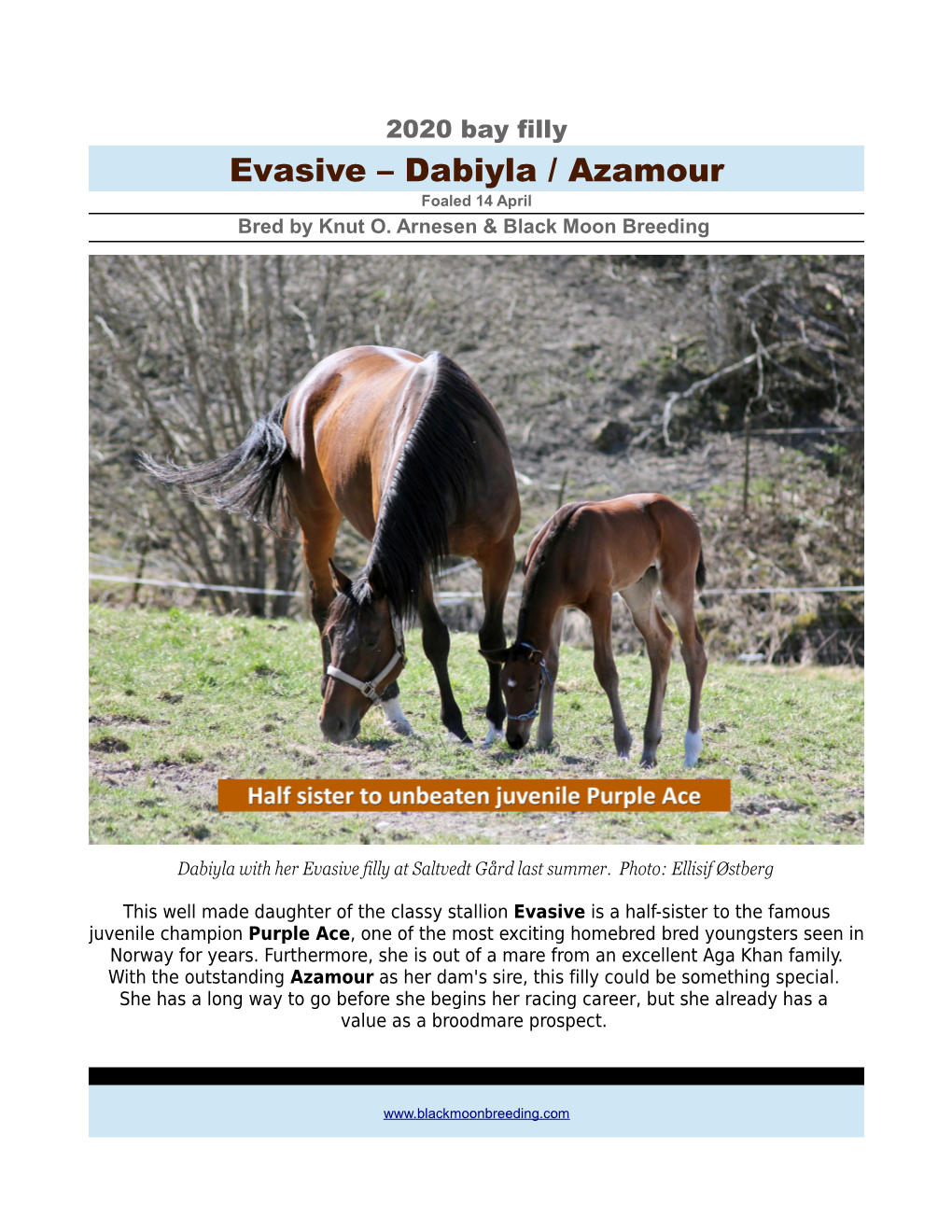 Dabiyla / Azamour Foaled 14 April Bred by Knut O