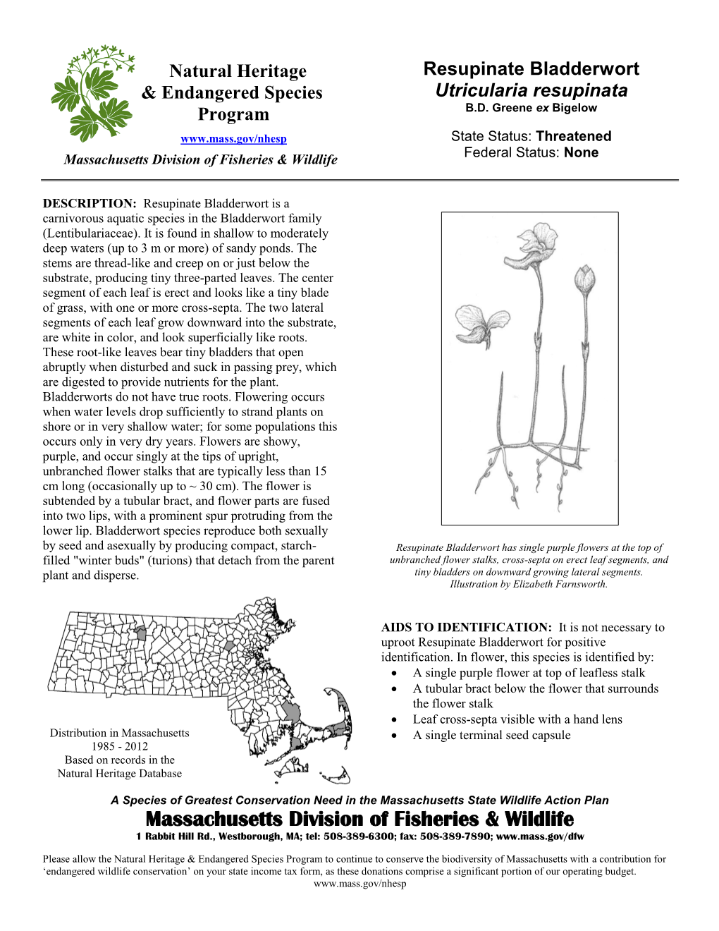 Resupinate Bladderwort & Endangered Species Utricularia Resupinata B.D