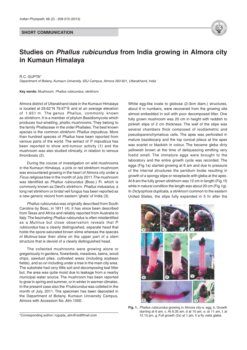 Studies on Phallus Rubicundus from India Growing in Almora City in Kumaun Himalaya