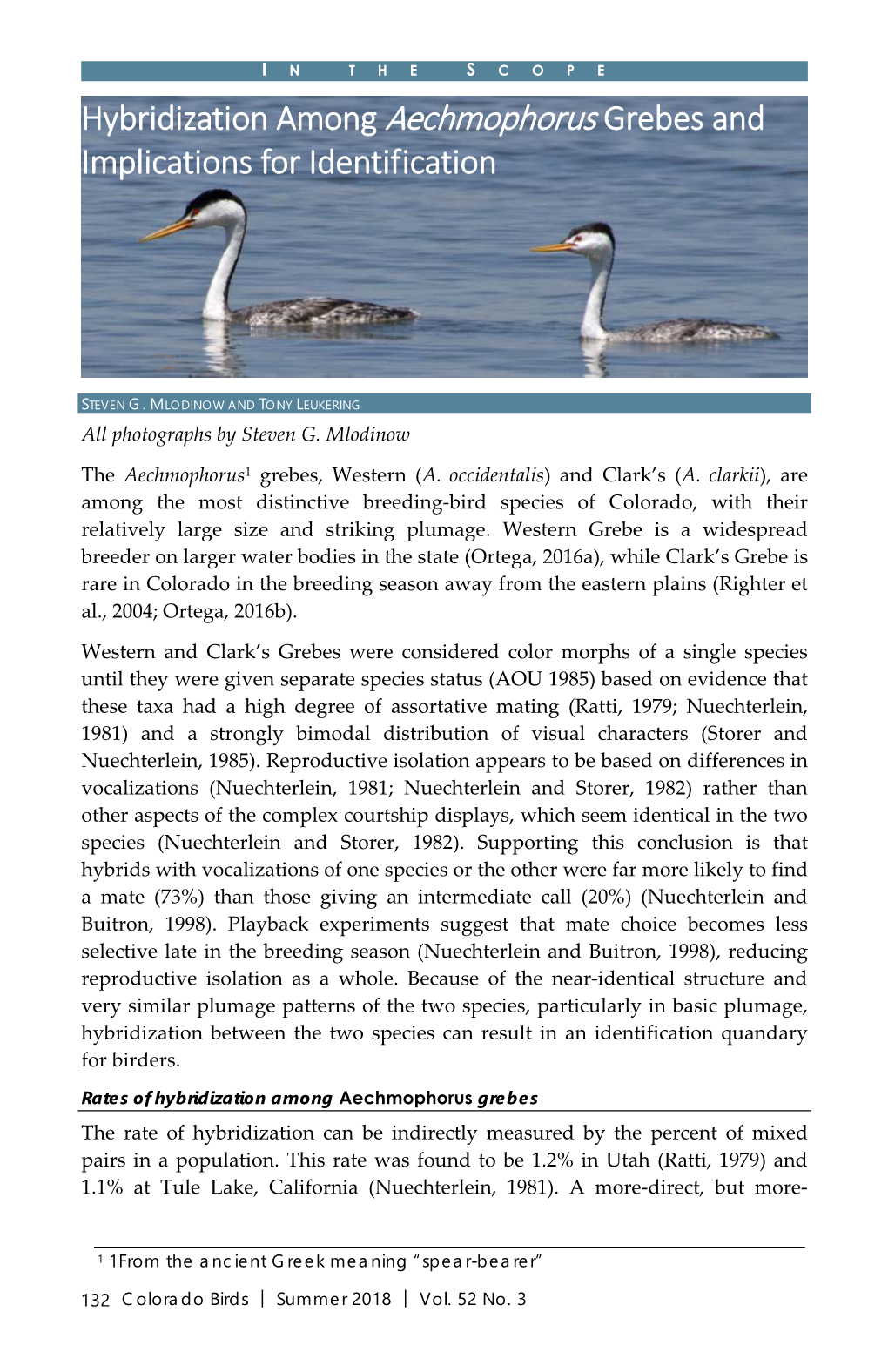 In the Scope: Hybridization Among Aechmophorus Grebes and Implications for Identification