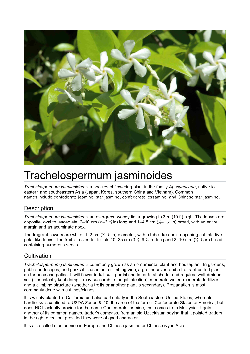 Trachelospermum Jasminoides