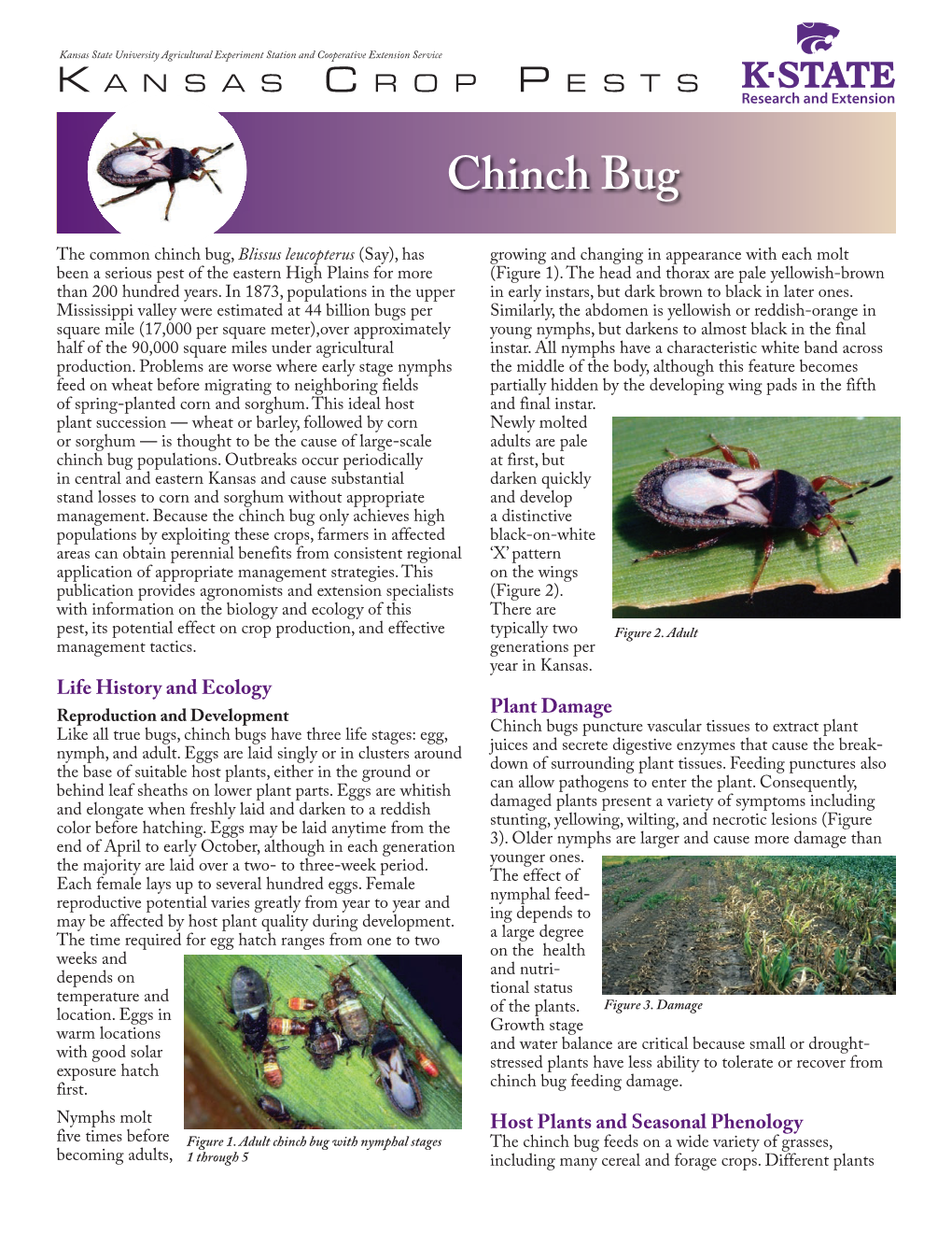 MF3107 Chinch Bug: Kansas Crop Pests
