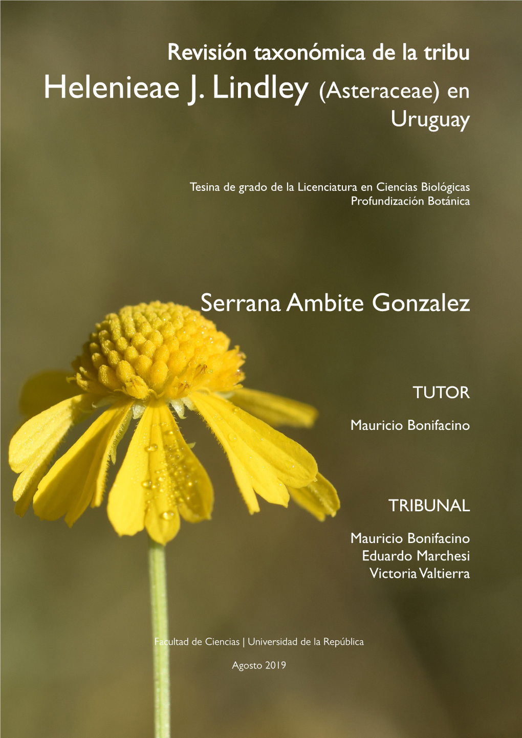 (Asteraceae) En Uruguay