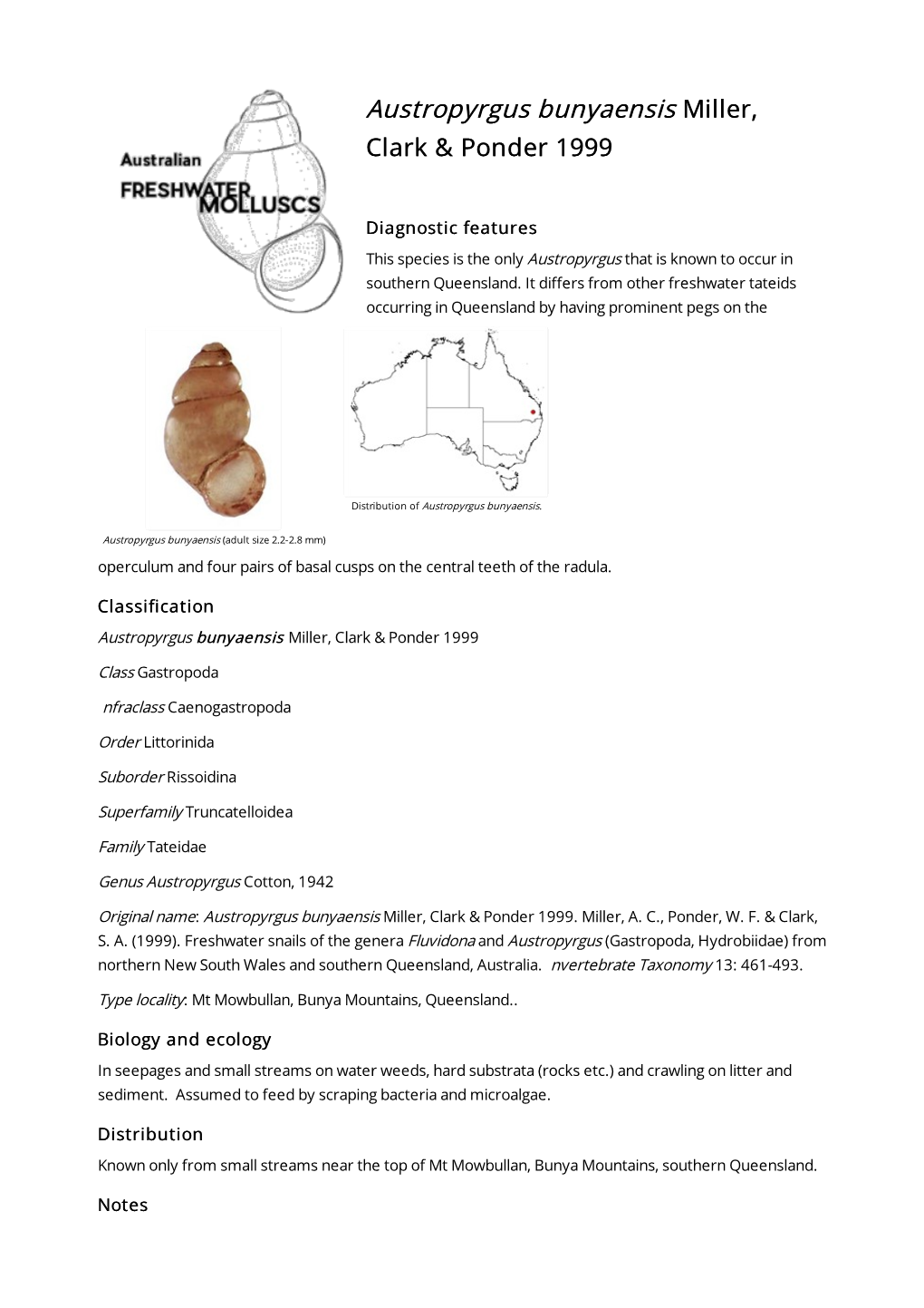 Austropyrgus Bunyaensis Miller, Clark & Ponder 1999