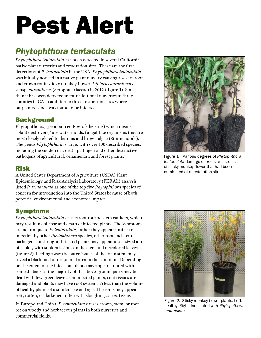 Pest Alert Phytophthora Tentaculata Phytophthora Tentaculata Has Been Detected in Several California Native Plant Nurseries and Restoration Sites