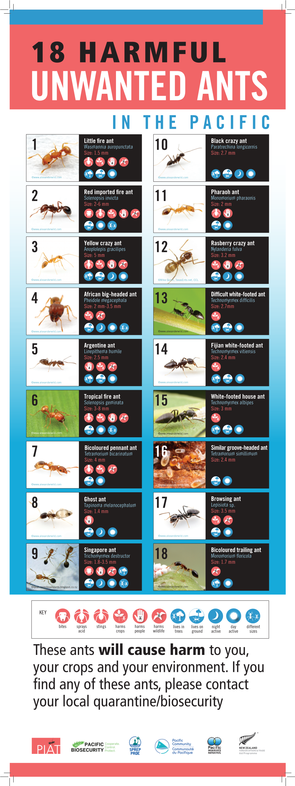 18 Harmful Ants
