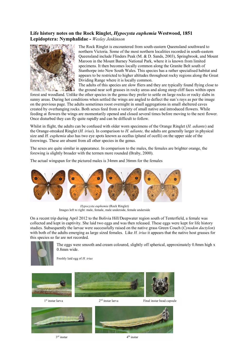 Life History Notes on the Rock Ringlet, Hypocysta Euphemia Westwood, 1851 Lepidoptera: Nymphalidae - Wesley Jenkinson