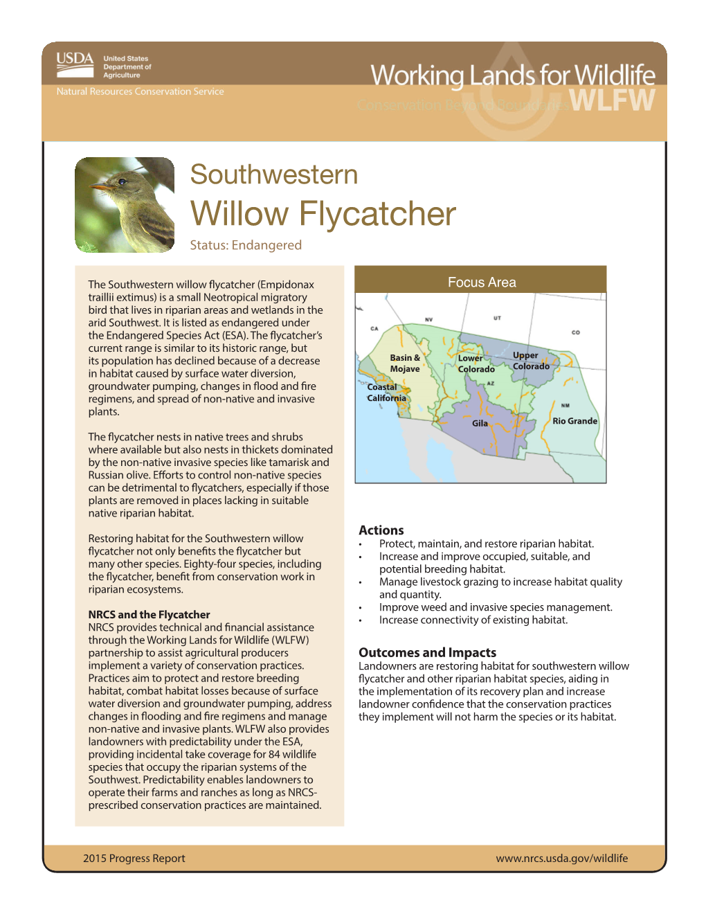 Willow Flycatcher Status: Endangered