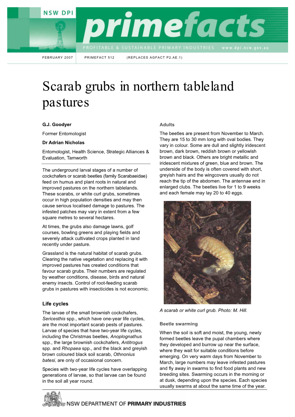Scarab Grubs in Northern Tableland Pastures
